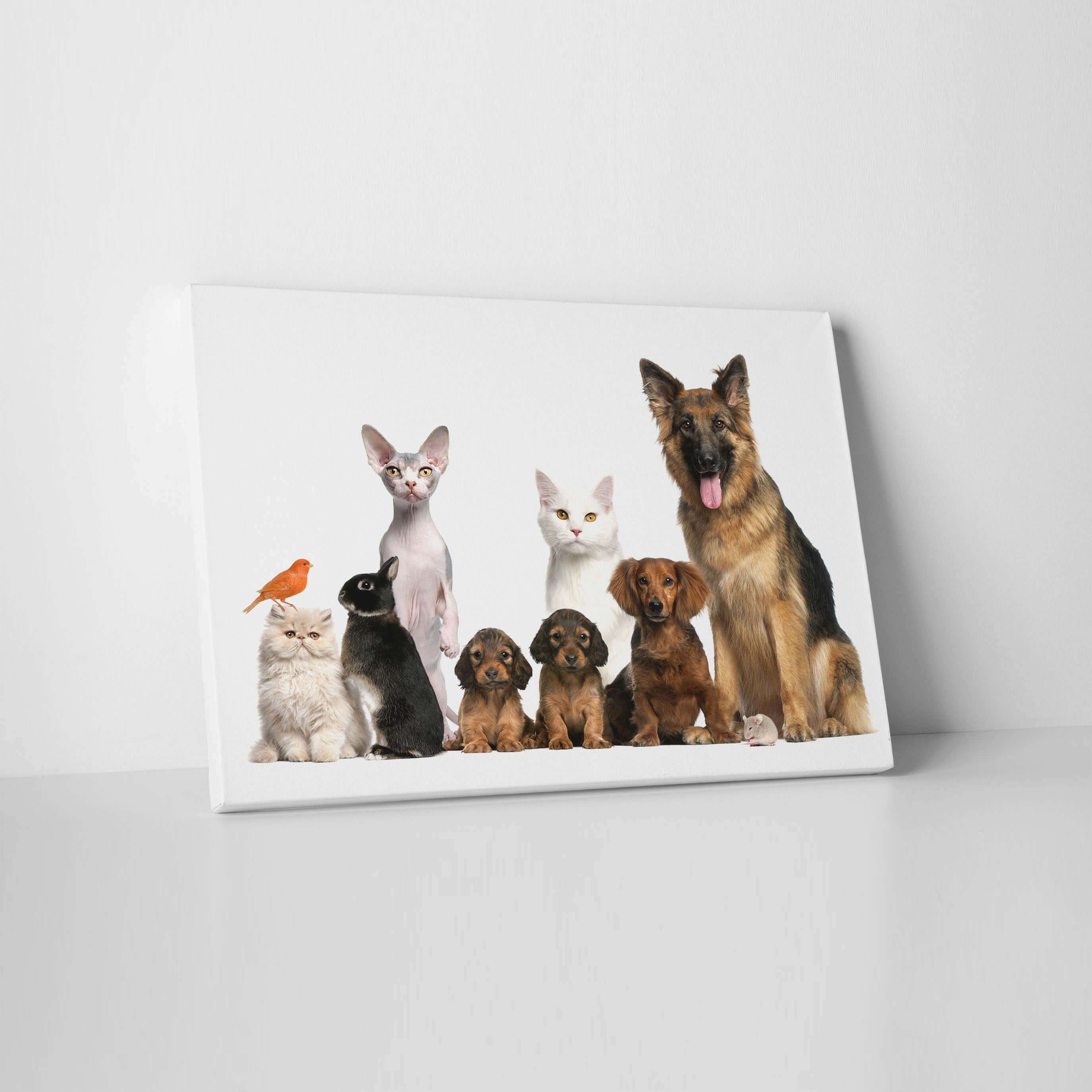 Pet Canvas Prints | Pet Photos on Canvas1