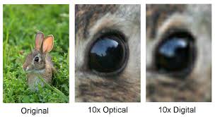 Optical vs digital zoom example image explained with rabbit eyes